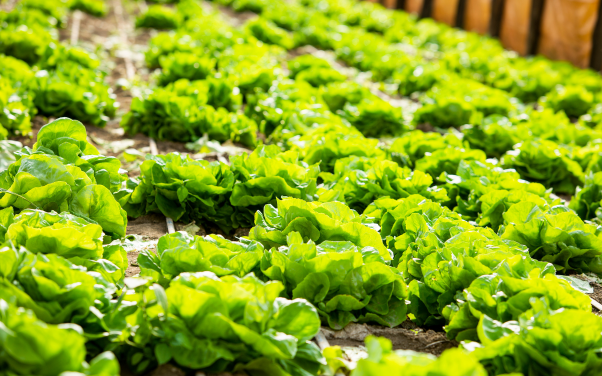 ผักใบเขียว